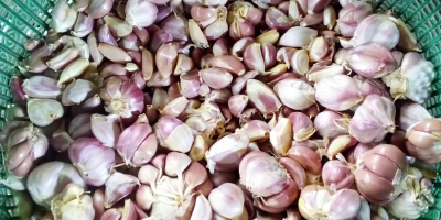 Knoblauch (Allium sativum) wird häufig als Aroma beim Kochen