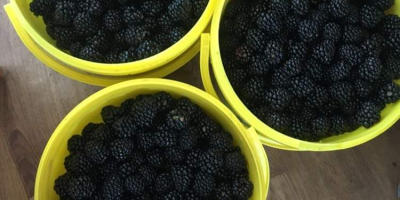 Very tasty organic blackberries