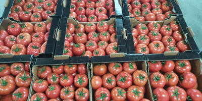 Tomatoes Macedonia, optional packing. Strumitsa.