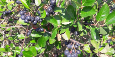 Ecologically certified chokeberry fruits, production 2021. Harvest in early