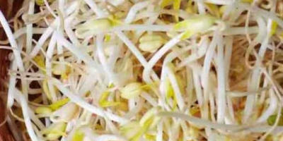 We are Romanian producers of mung bean sprouts. For
