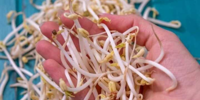 We are Romanian producers of mung bean sprouts. For