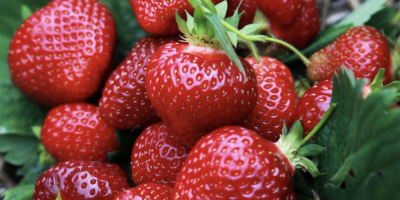 I will sell Honeoye strawberries and other varieties, straight