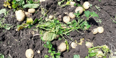 I am selling new potatoes. Availability of 24 t