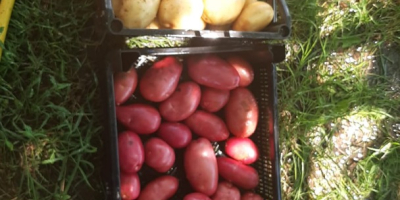New potatoes for sale (RIVIERA, CARRERA, ROȘII) Availability 24t