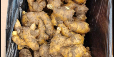 Ginger from China, it is an organic product, there
