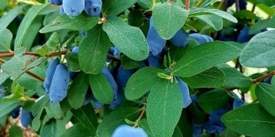 I will sell a Kamaczacka blueberry, combine harvesting planned