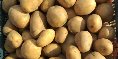 Kartoffeln von guter Qualität