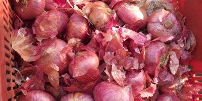 Good quality Onion