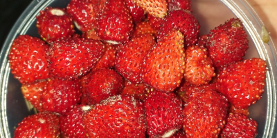 Strawberries for sale in retail quantities