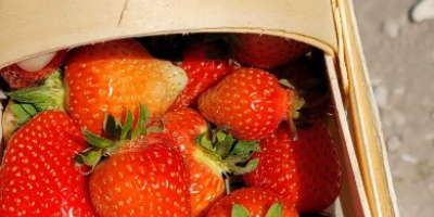 I will sell fresh strawberries of various varieties every