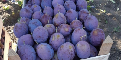 Sale of plums from the Republic of Moldova