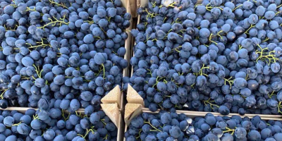 Selling several types of grapes throughout Europe