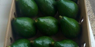 fresh Avocado , vegetables, fruits we looking for buyers