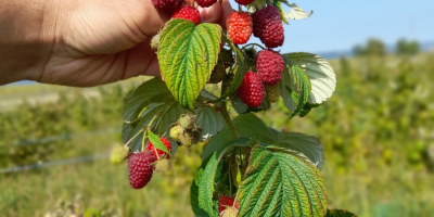 We are a Raspberry plantation and we offer around