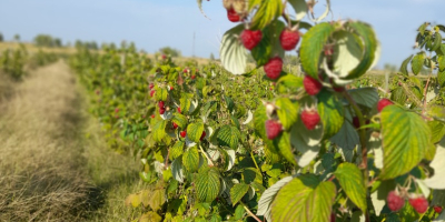 We are a Raspberry plantation and we offer around