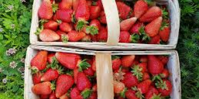 Hello, I have organic strawberries for sale. Bisztynek, Warmian-Masurian