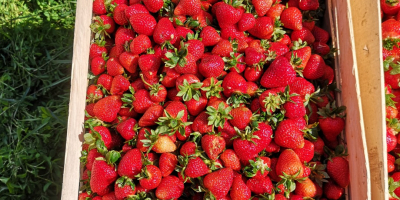 I sell organic strawberries. More details by phone or