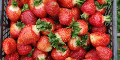 I sell organic strawberries. More details by phone or