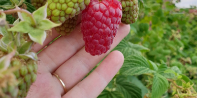 Organic raspberries, laszka and polka