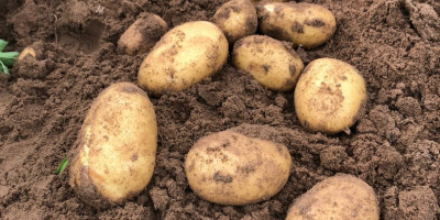 new production of Romanian potatoes caliber 20/45 and 55/70