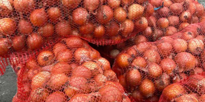 Onion origin Moldova, fruit 2020 Uncalibrated, all necessary certificates