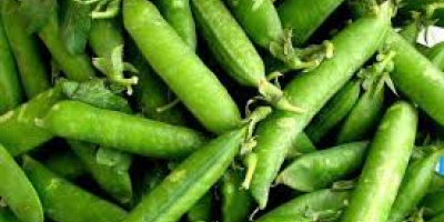 I am selling ecological, quality green peas. Location: Slobozia,