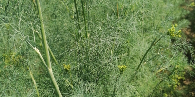 I will sell dill for cucumbers. More information by