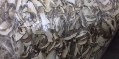 Wistawim Fakture vat .grzyby tejrecne Mashroom boletus 1 species