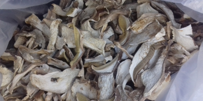 Wistawim Fakture vat .grzyby tejrecne Mashroom boletus 1 species