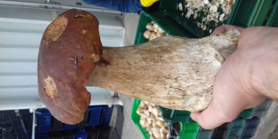 Wistawim Fakture vat .grzyby tejrecne Mashroom boletus 1 species