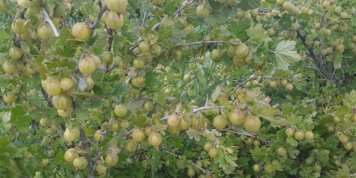 Продат ћу косаре за пресовање, пиреје и сл. Без