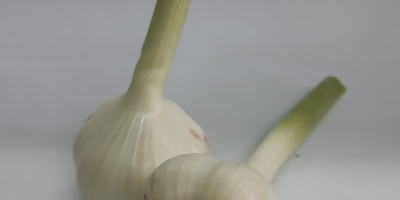 Hallo, Springfresh bietet frischen holländischen Knoblauch mit verschiedenen Größen