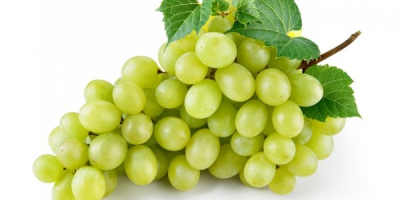 We are wholesale suppliers of grapes and our company