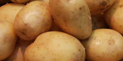 We are wholesale suppliers of fresh potatoes and our