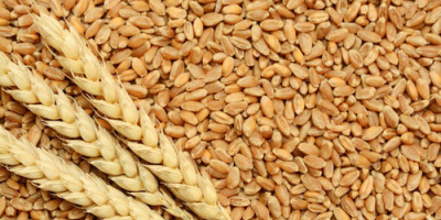 We are wholesale suppliers of wheat and cereal products