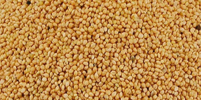 We are wholesale suppliers of Millet and other cereal