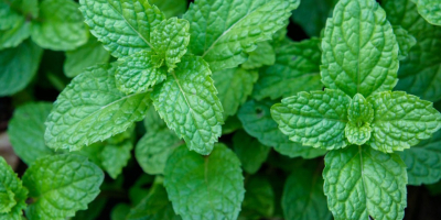 Peppermint Type 1: Fresh leaves Type 2: Dry leaves