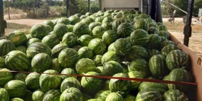 I will sell watermelon in bulk, country of origin,