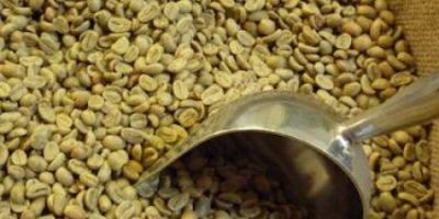 ROBUSTA Coffee Beans Price: $12.58/ Kilogram Minimum order quantity: