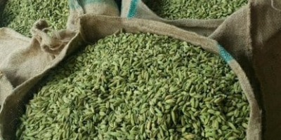Wysokiej jakości suszony zielony kardamon gotowy do eksportu Dostępny