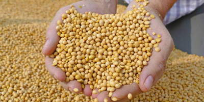 High Quality Soy beans in bulk quantity for export