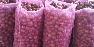 Red $ Yellow Onions from East Africa for export