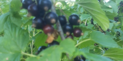 Black currants and red currants June 28-30, 2021
