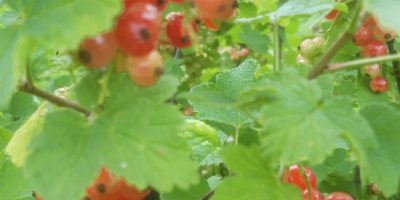 Black currants and red currants June 28-30, 2021