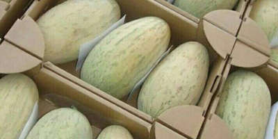 Melons &quot;Torpedo&quot; Uzbekistan production. Fast delivery to Poland. Always