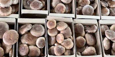Ich habe über 3 Tonnen Shiitake-Pilze zum Verkauf (einige