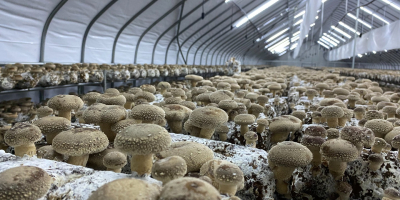 У меня есть более 3 тонн грибов шиитаке на