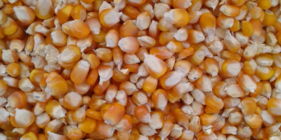 100kg bag of corn grains 270 bags available I.E