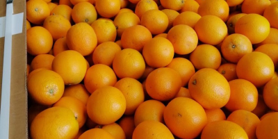 Orange Valencia Maroc Late erhältlich aus Marokko, zum Verzehr
